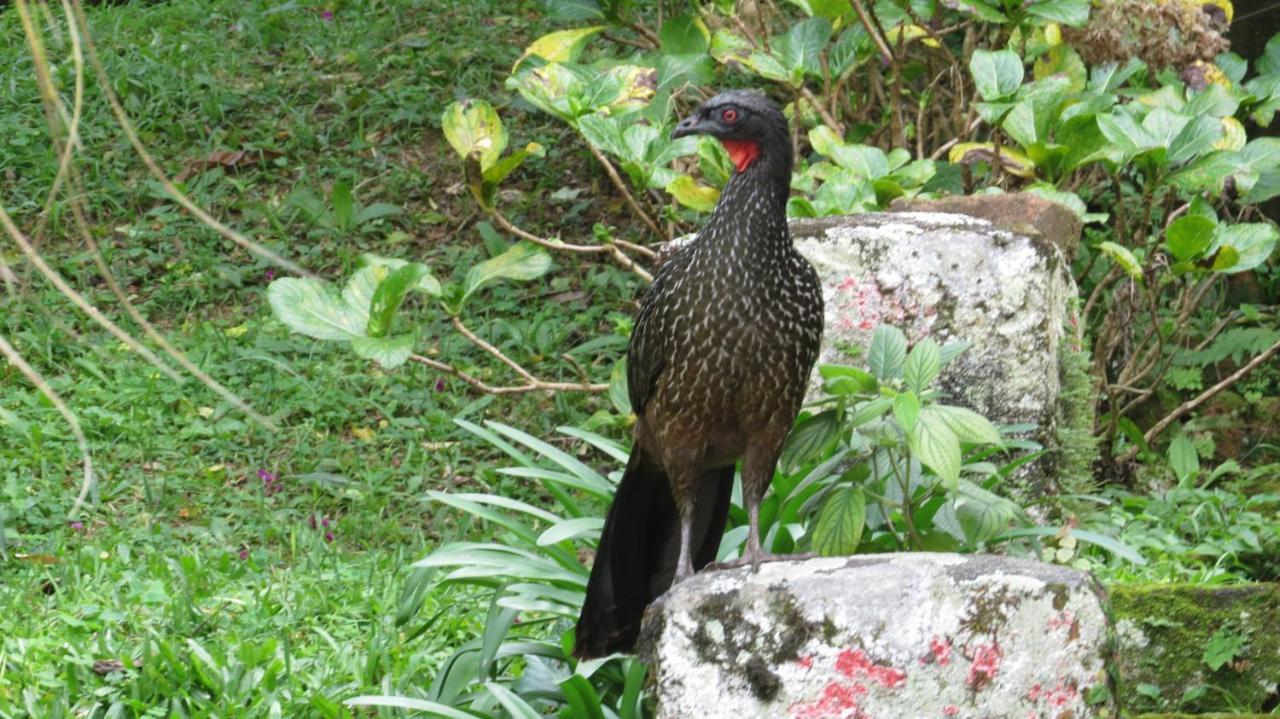Villa Violeta Petrópolis Dış mekan fotoğraf